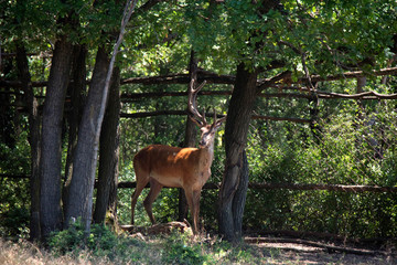 Single Red deer or Cervus elaphus