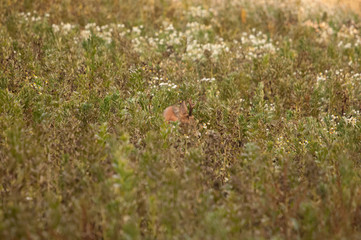 Rehbock im Herbst