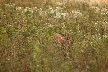 Rehbock im Herbst