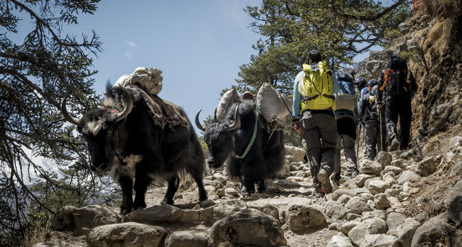 Mountaineers walking on dirt track with yaks