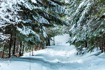 Fantastic winter forest covered with snow
