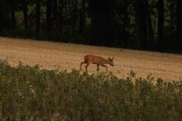 Rehbock im Herbst