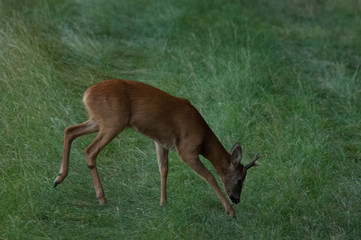 Rehbock im Herbst