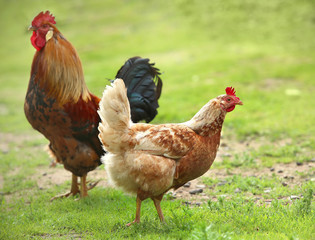 Rooster and Chickens. Free Range Cock and Hens