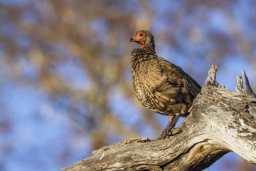 Swainson's Spurfowl in Kruger National park, South Africa ; Specie Pternistis swainsonii family of Phasianidae