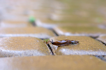 the brown slug crawls on the wet paving slab in the rain in search of a green leaf
