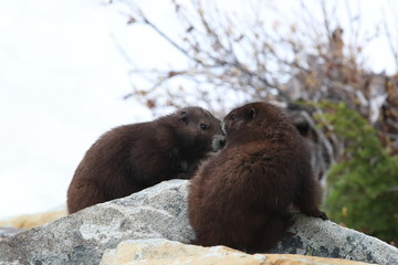 Vancouver Island Marmot, Marmota vancouverensis,  Mount Washington, Vancouver Island, BC, Canada