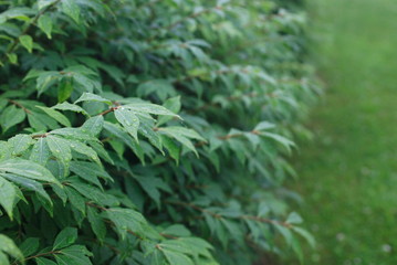 background of green leaves