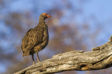Swainson's Spurfowl in Kruger National park, South Africa ; Specie Pternistis swainsonii family of Phasianidae