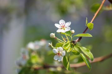 Flowers on the branches of a tree in the nature
