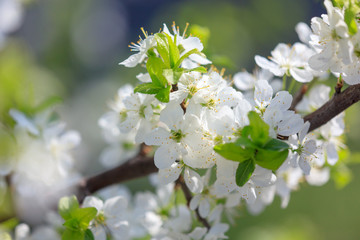 Obraz premium Flowers on the branches of a tree in the nature