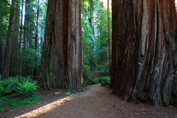 Redwoods and Ferns in Redwoods National Park, California, USA