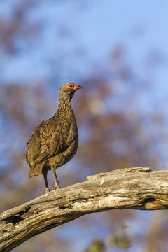 Swainson's Spurfowl in Kruger National park, South Africa ; Specie Pternistis swainsonii family of Phasianidae