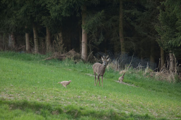 Rehe und Fasane im Herbst