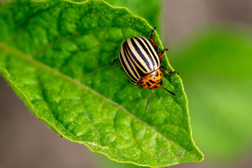 Colorado potato beetle on the leaves of potatoes