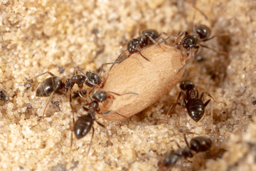 Ants and formic eggs in nature