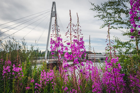 Flowers at Ylist&ouml;nrinne