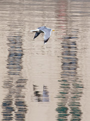 Seagull in flight against the background of the pond
