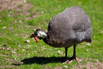 Guinea fowl on the grass in the park