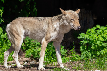 Portrait of a wolf in the park