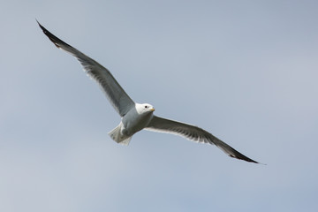 Seagull in flight against the sky with clouds