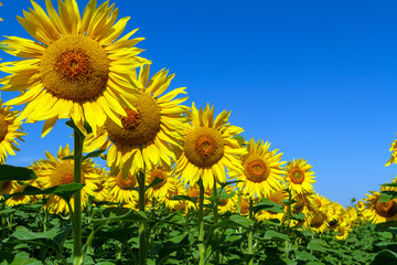 Obraz premium A composition of bright elite organic sunflowers close-up on blue sky background. Experimental grade of sunflowers. Photo with perspective. A great shot for designers in advertising sunflower oil.