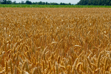 A magnificent field of elite ripe wheat. Experimental grade of excellent high-yielding cereals....