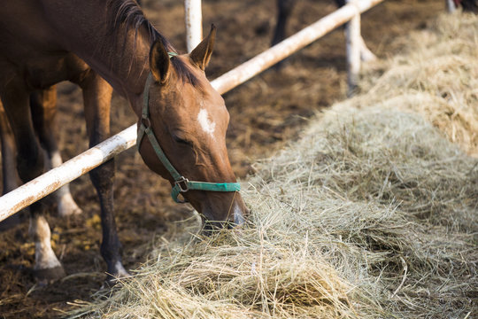 Horse eating hay at stable