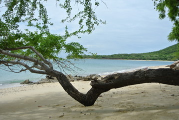 Fototapeta na wymiar inclined tree on the beach.