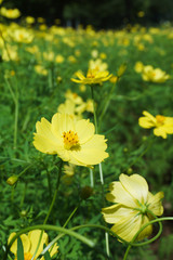 コスモス みちのく公園 cosmos