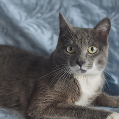 the gray cat is looking directly at you