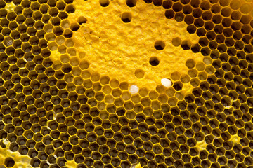 Closeup view of the working bees on honeycomb, Honey cells pattern, BeekeepingHoneycomb texture.