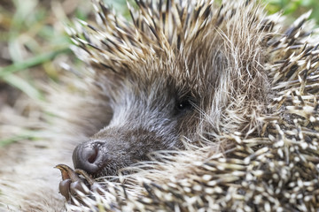 Small spiny hedgehog in the grass