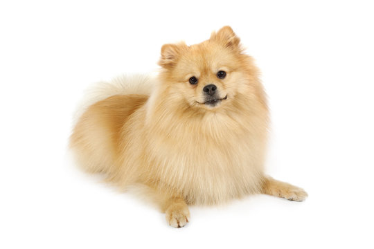 Pomeranian dog on a white backgrounda