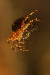 Spider on a web in the rays sun