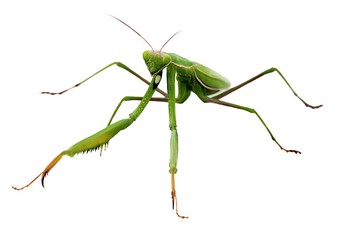 Praying Mantis