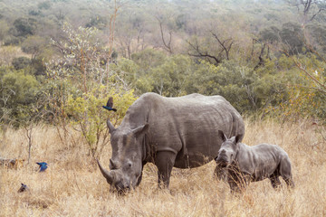 Obraz premium Nosorożec biały z południowej Afryki w Parku Narodowym Krugera; Gatunek Ceratotherium simum simum rodzina Rhinocerotidae