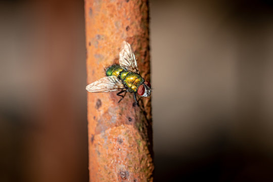 Fliege auf rostiger Stange