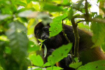 Howler Monkey eating leaves, Tortuguero, Costa Rica