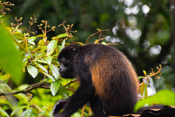 Howler Monkey