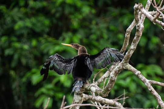 Anhinga