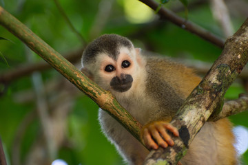 Naklejka na ściany i meble Squirrel Monkey at Manuel Antonio National Park in Costa Rica