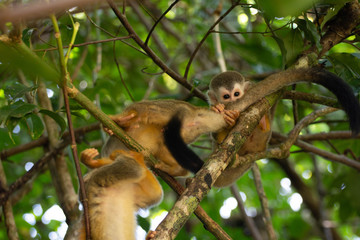 Squirrel Monkeys at play - Manuel Antonio