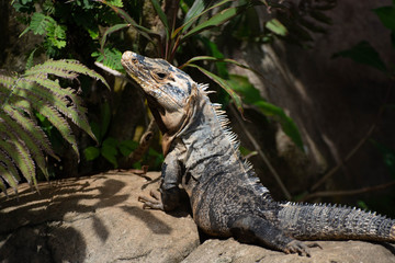 Another Spiny Tail - Manuel Antonio