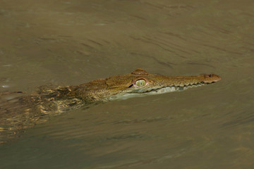 Little caiman 4
