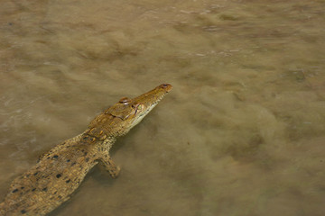 Caiman, Costa Rica