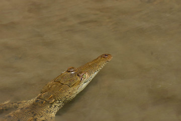 Little Caiman 3