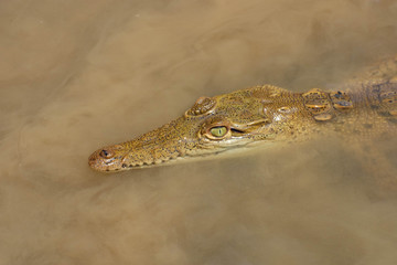 Little Caiman 2