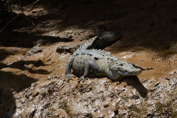 Crocodile, Costa Rica