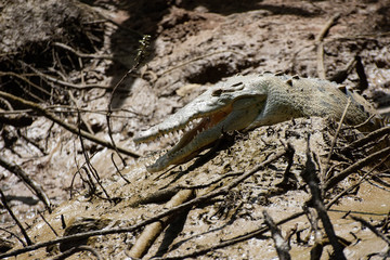 Crocodile, Costa Rica